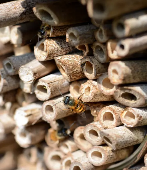 Bee in wood